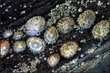 Picture Title - Limpets