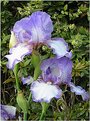 Picture Title - Iris