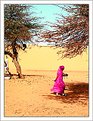 Picture Title - Tea-time in the desert....