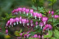 Picture Title - Bleeding Hearts
