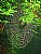 spider  web