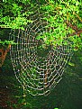 Picture Title - spider  web