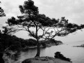 Picture Title - Sea Pine Tree