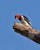 Red-headed Woodpecker