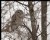 Barred Owl