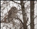 Picture Title - Barred Owl