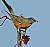 American Robin