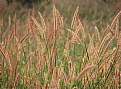 Picture Title - grass with flower