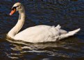 Picture Title - Swanee
