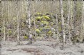 Picture Title - Poplars on the Bank