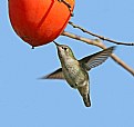 Picture Title - Anna's Hummingbird