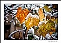 Picture Title - dimri1- winter1