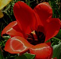 Picture Title - Small red tulip