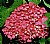 Red Hortensia