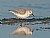 Sanderling