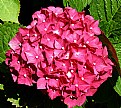 Picture Title - Red Hortensia 2