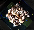 Picture Title - Sea shells