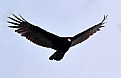 Picture Title - Turkey Vulture