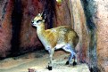 Picture Title -  KLIPSPRINGER ANTELOPE