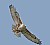 Buteo regalis