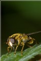 Picture Title - Hover Fly 3