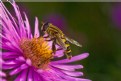 Picture Title - Hover Fly 4