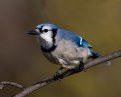 Picture Title - Blue Jay
