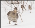 Picture Title - Hilda the Grouse