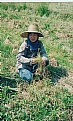 Picture Title - Woman Working in the Field