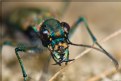 Picture Title - Tiger Beetle