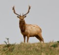 Picture Title - Tule Elk