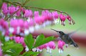 Picture Title - Hummer and hearts