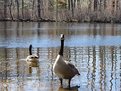 Picture Title - Duck Pond