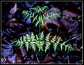Picture Title - Fern