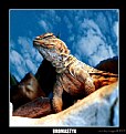 Picture Title - Uromastyx