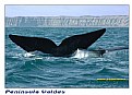 Picture Title - Whales in Peninsula Valdes