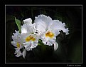 Picture Title - Orchids (1939)