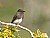 Black Phoebe