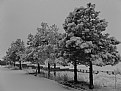 Picture Title - Snowy Morning
