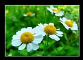 Picture Title - Little Daisies in a row