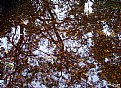 Picture Title - Autumn Reflection