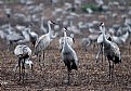 Picture Title - Sandhill cranes...