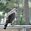 Picture Title - Red Shouldered Hawk