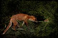 Picture Title - the foxy story III