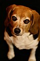 Picture Title - beagle eyes
