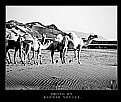 Picture Title - Camels