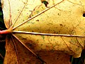 Picture Title - yellow leaf