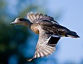 Picture Title - American Wigeon Flight
