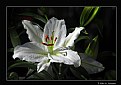 Picture Title - White Lily (d1942)