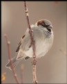 Picture Title - House Sparrow (male)